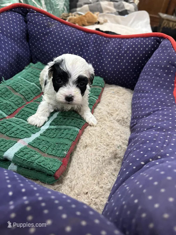 Phillip Toy Poodle – Poodle - Toy  puppy for sale in Hammond, LA