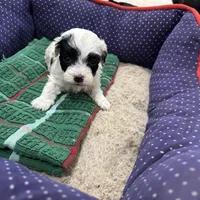 Phillip Toy Poodle, a male Poodle - Toy  for sale in Hammond, LA – Photo 3 of 8