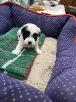 Phillip Toy Poodle, a male Poodle - Toy  for sale in Hammond, LA – Photo 3 of 8