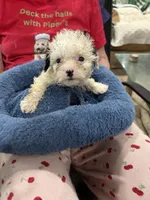 Phillip Toy Poodle, a male Poodle - Toy  for sale in Hammond, LA – Photo 10 of 10