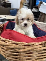 Phillip Toy Poodle, a male Poodle - Toy  for sale in Hammond, LA – Photo 4 of 8