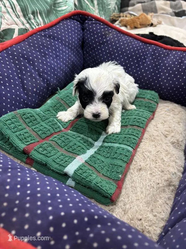 Phillip maltipoo – Maltipoo puppy for sale in Hammond, LA