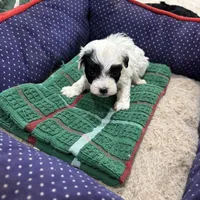 Phillip Toy Poodle, a male Poodle - Toy  for sale in Hammond, LA – Photo 5 of 8