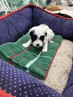 Phillip Toy Poodle, a male Poodle - Toy  for sale in Hammond, LA – Photo 5 of 8