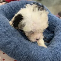 Phillip Toy Poodle, a male Poodle - Toy  for sale in Hammond, LA – Photo 9 of 10