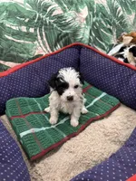 Phillip Toy Poodle, a male Poodle - Toy  for sale in Hammond, LA – Photo 1 of 8