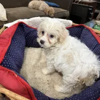 Phillip Toy Poodle, a male Poodle - Toy  for sale in Hammond, LA – Photo 8 of 8