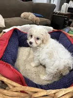 Phillip Toy Poodle, a male Poodle - Toy  for sale in Hammond, LA – Photo 8 of 8