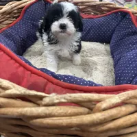 Teacup Natasha, a female Maltipoo and Poodle - Toy  for sale in Hammond, LA – Photo 1 of 2