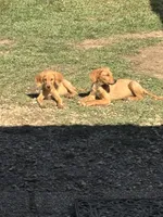 Blake, a male Goldendoodle for sale in Hammond, LA – Photo 10 of 10