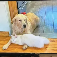 Blake, a male Goldendoodle for sale in Hammond, LA – Photo 7 of 10