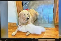 Blake, a male Goldendoodle for sale in Hammond, LA – Photo 7 of 10