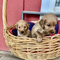 Blake, a male Goldendoodle for sale in Hammond, LA – Photo 2 of 10