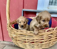 Blake, a male Goldendoodle for sale in Hammond, LA – Photo 2 of 10
