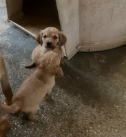 Blake, a male Goldendoodle for sale in Hammond, LA – Photo 3 of 10