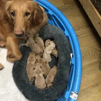 Blake, a male Goldendoodle for sale in Hammond, LA – Photo 6 of 10