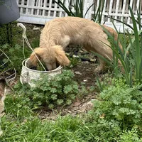 Blake, a male Goldendoodle for sale in Hammond, LA – Photo 5 of 10