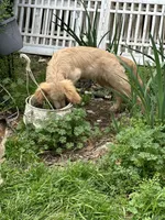 Blake, a male Goldendoodle for sale in Hammond, LA – Photo 5 of 10