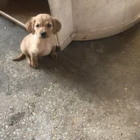 Blake, a male Goldendoodle for sale in Hammond, LA – Photo 1 of 10