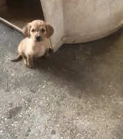 Blake, a male Goldendoodle for sale in Hammond, LA – Photo 1 of 10