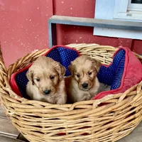 Blake, a male Goldendoodle for sale in Hammond, LA – Photo 4 of 10