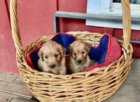 Blake, a male Goldendoodle for sale in Hammond, LA – Photo 4 of 10