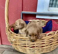 Blake, a male Goldendoodle for sale in Hammond, LA – Photo 9 of 10