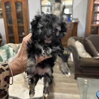 Teacup. Tara Pom, a female Pomeranian for sale in Hammond, LA – Photo 1 of 2