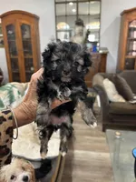 Teacup. Tara Pom, a female Pomeranian for sale in Hammond, LA – Photo 1 of 2