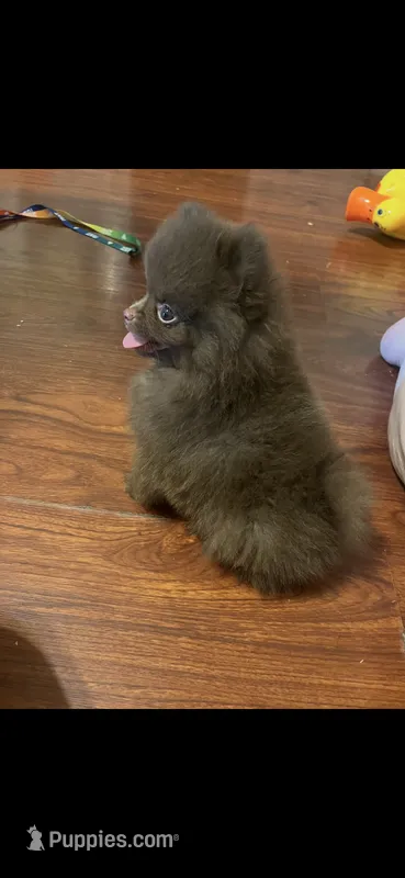 Hershey.    Tiny tiny teacup – Pomeranian puppy for sale in Hammond, LA
