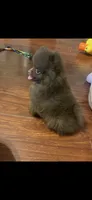Hershey.    Tiny tiny teacup, a male Pomeranian for sale in Hammond, LA – 1 of 2