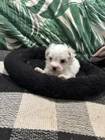 Sassy, a female Maltipoo for sale in Hammond, LA – 1 of 3