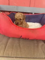 Phillip   Toy Poodle, a male Poodle - Toy  for sale in Hammond, LA – 2 of 6