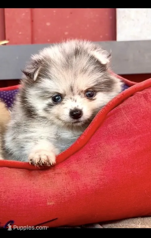 Remy – Pomeranian puppy for sale in Hammond, LA