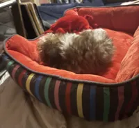 Tiny Teacup Leo, a male Yorkshire Terrier for sale in Hammond, LA – 3 of 3
