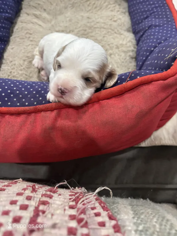 Cami – Cavapoo puppy for sale in Hammond, LA