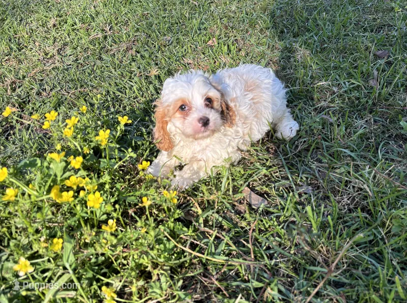 Cami – Cavapoo, Cavalier King Charles Spaniel puppy for sale in Hammond, LA