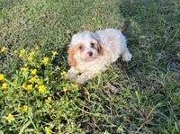 Cami, a female Cavapoo and Cavalier King Charles Spaniel for sale in Hammond, LA – 1 of 3