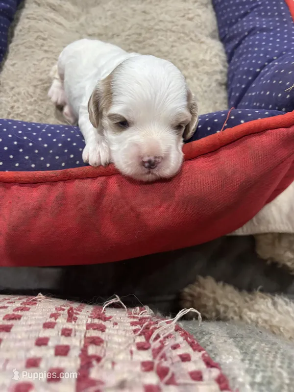 TeacupCami – Poodle - Toy , Poodle - Miniature  puppy for sale in Hammond, LA