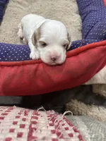 Cami, a female Cavapoo for sale in Hammond, LA – Photo 2 of 2