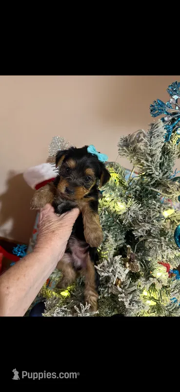 Teacup Yorkie Bo – Yorkshire Terrier puppy for sale in Hammond, LA