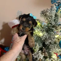 Teacup Yorkie Bo, a male Yorkshire Terrier for sale in Hammond, LA – Photo 3 of 3