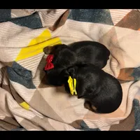 Teacup Yorkie Bo, a male Yorkshire Terrier for sale in Hammond, LA – Photo 1 of 3