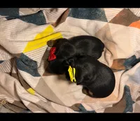 Teacup Yorkie Bo, a male Yorkshire Terrier for sale in Hammond, LA – Photo 1 of 3