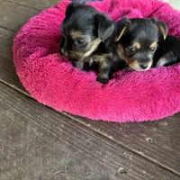 Teacup Yorkie Bo, a male Yorkshire Terrier for sale in Hammond, LA – Photo 2 of 3