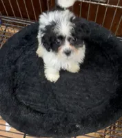 Dianna, a female Maltipoo for sale in Hammond, LA – Photo 4 of 5