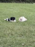 Dianna, a female Maltipoo for sale in Hammond, LA – Photo 3 of 5