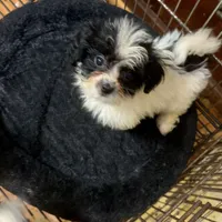 Dianna, a female Maltipoo for sale in Hammond, LA – Photo 2 of 5