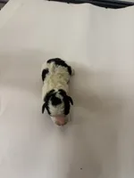 TeacupCami, a female Cavalier King Charles Spaniel for sale in Hammond, LA – 2 of 3