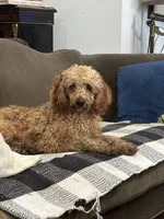 Teacup Colorbred Red. Rosita, a female Poodle - Toy  for sale in Hammond, LA – Photo 6 of 6